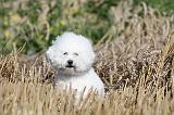 BICHON FRISE 245